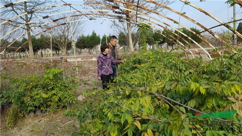 安徽芜湖紫藤行情好前景广